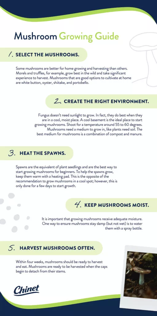 Mushroom growing guide